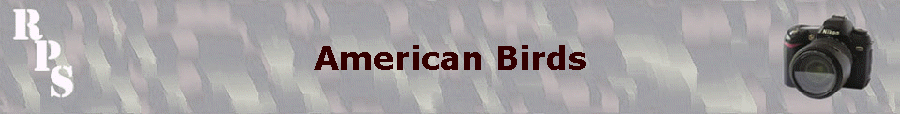 American Birds