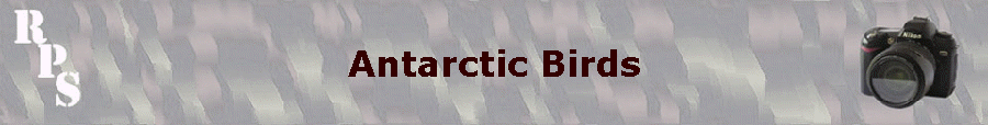 Antarctic Birds