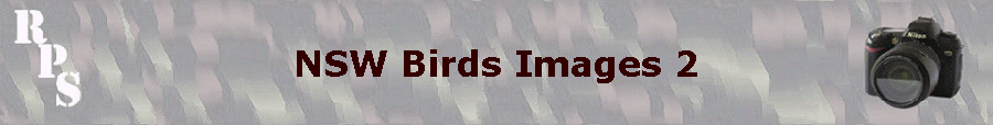 NSW Birds Images 2