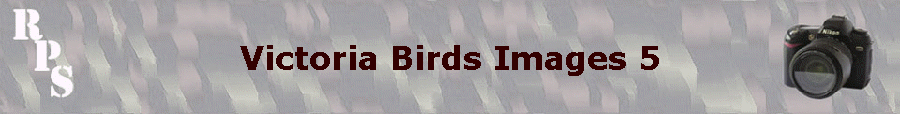 Victoria Birds Images 5