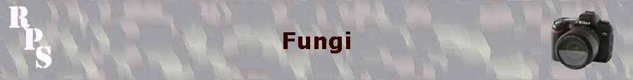 Fungi