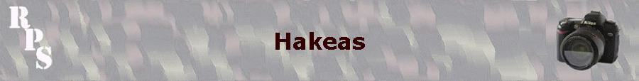 Hakeas