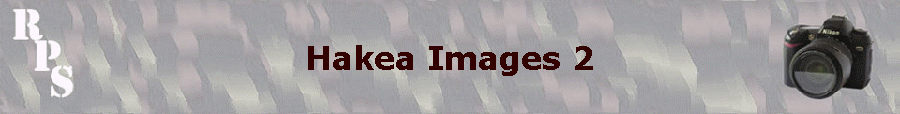 Hakea Images 2