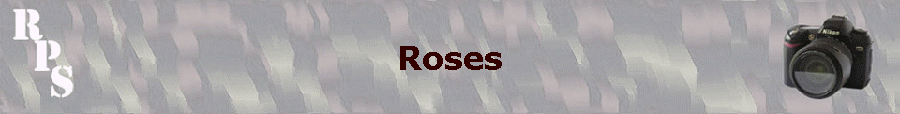 Roses