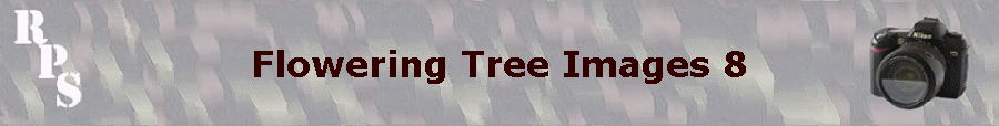 Tree Images 8